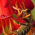 Bee in Flower