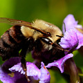 Bumblebee