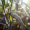 Everglades Sawgrass