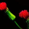 Tassel Flower